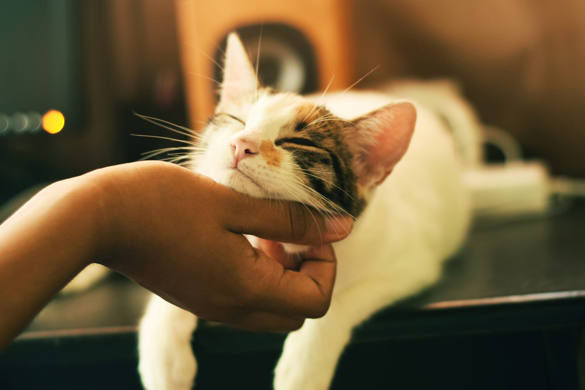 kitty gettin chin scratchins - Nashville Cat Rescue