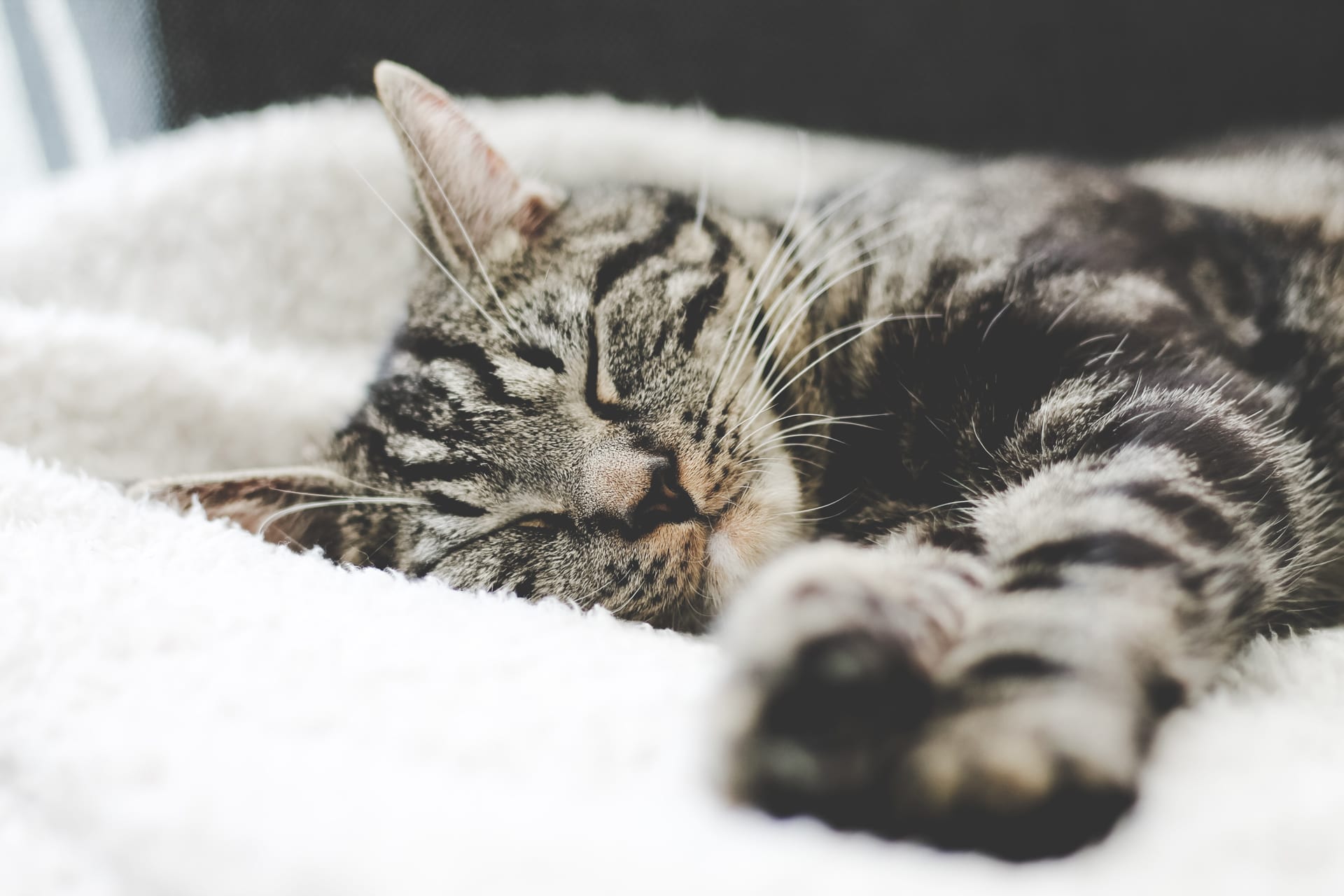 tabby sleeping white blanket - Nashville Cat Rescue