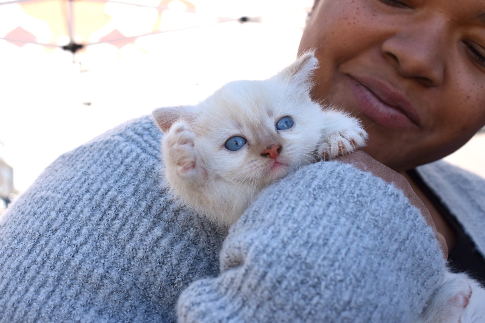 kitten and woman - Nashville Cat Rescue